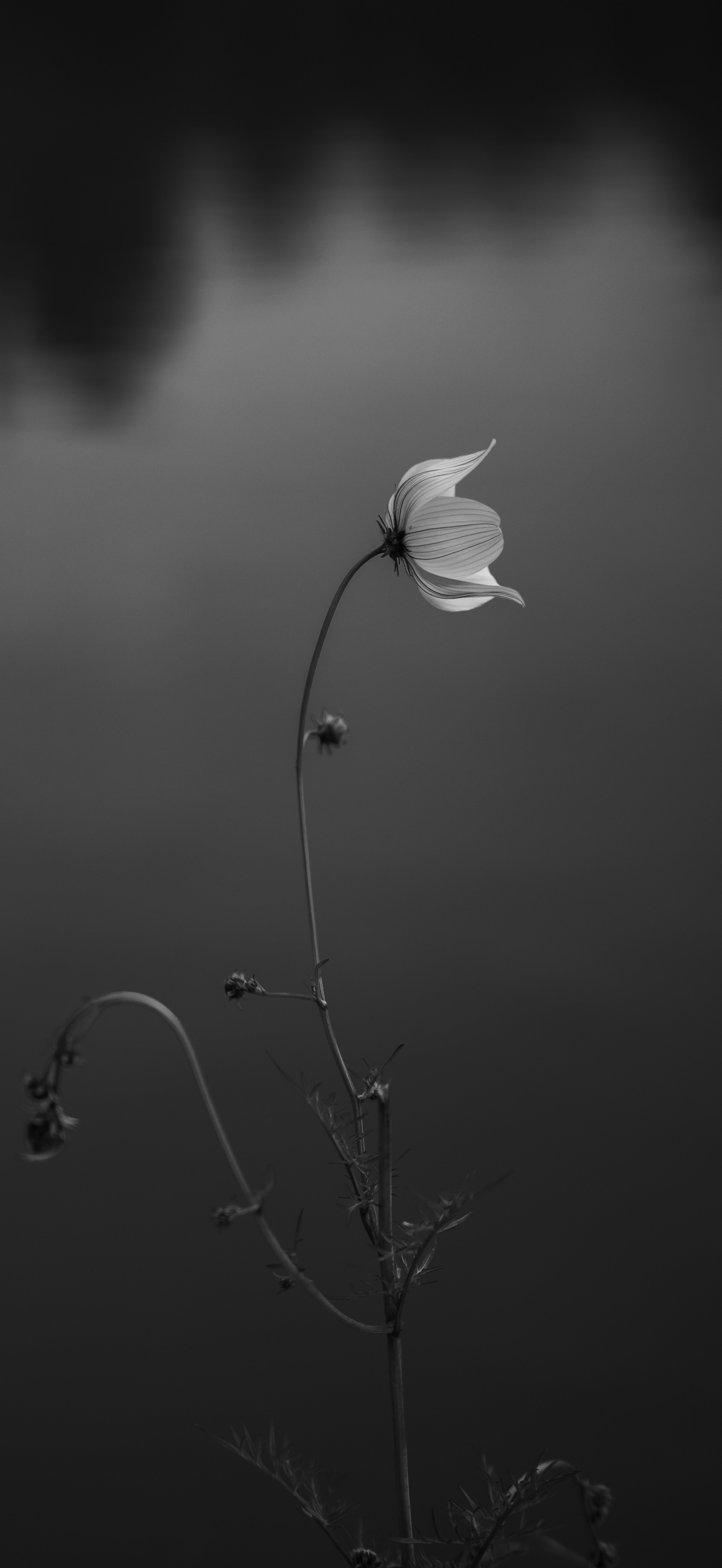 Wallpaper291026
